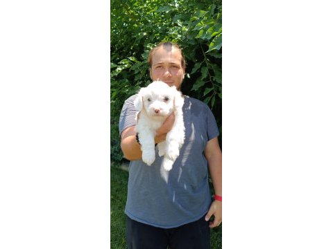 Safkan maltese terrier yavrular