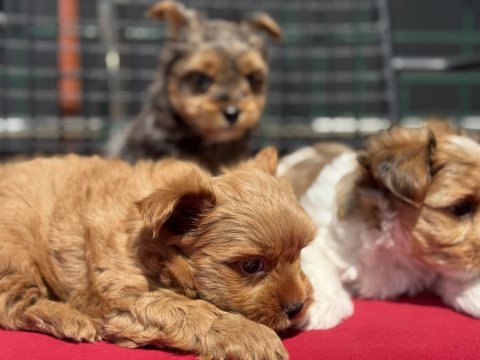 Petmode  köpek çiftliğinde ziyarete açık morkie