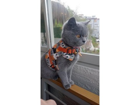 British shorthair kedisi 2 yaşında