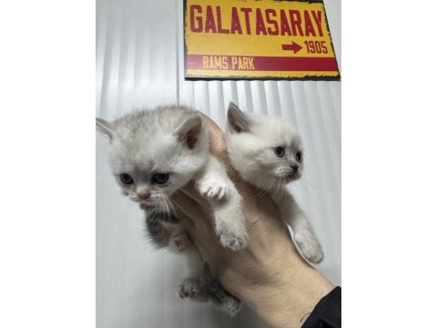 Ailenizin yeni üyeleri kediler değerli sahiplerini bekliyor