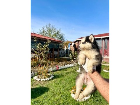Show kalite husky arayanlara özel