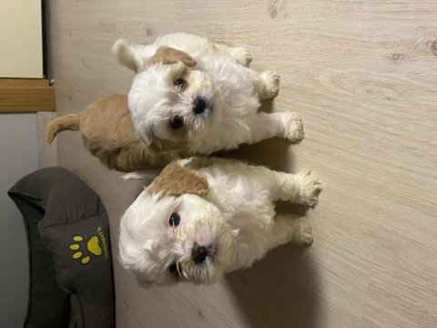 Orjinal cavapoo yavrularımız