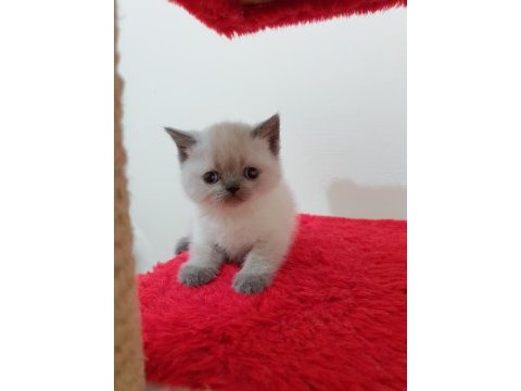 British shorthair erkek yavru