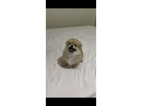 Pomeranian pekinez