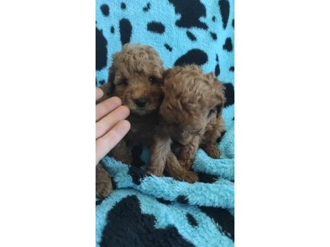 Toy poodle kalitesinde maltipoo yavruları 