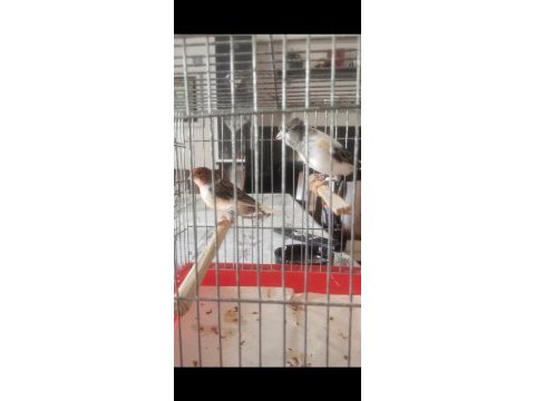 Takım harlequin kanarya