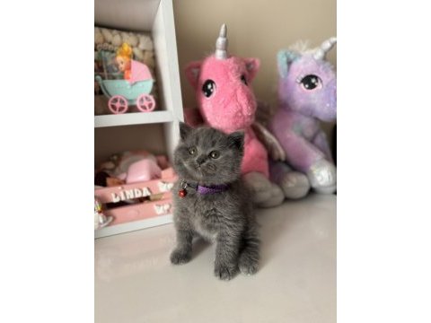Safkan british shorthair dişi erkek yavrular