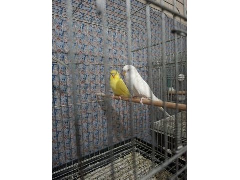 Çek jumbo şov jumbo albino muhabbet kuşu