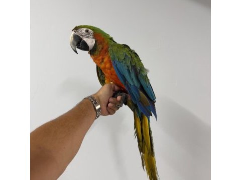 Konuşan hibrit rubygold macaw