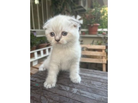 Güzel prensesimiz scottish fold blue point yuva arıyor