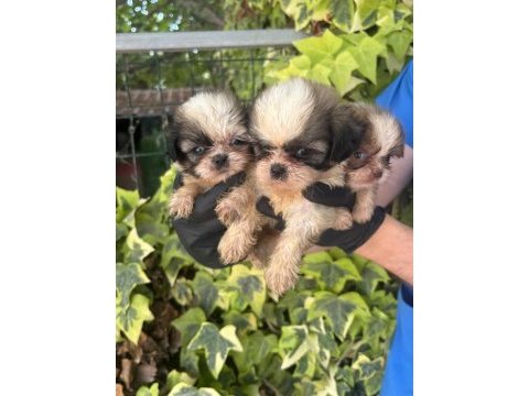 Shih tzu şitsu yavrularımız