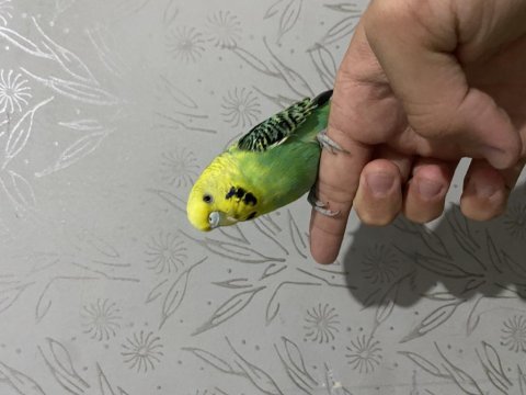 Eşe hazır damızlık muhabbet kuşları