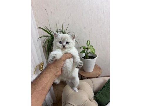 Teslime hazır silver point british shorthair yavrum
