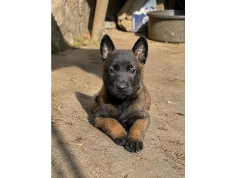 Dişi belçika kurdu (malinois) yavrusu
