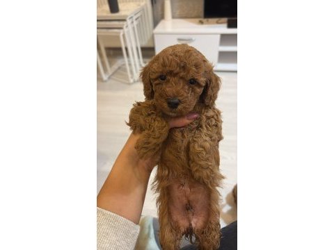 Toy poodle dişi ve erkek