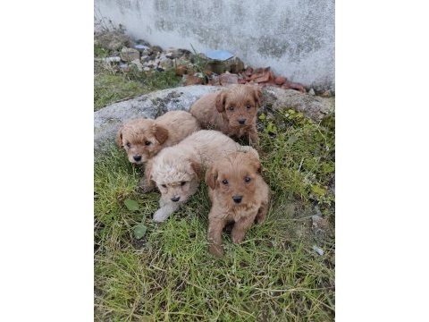 Kilo ve boy garantili maltipoo yavrular istanbul