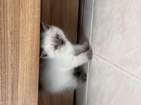 British shorthair blue point anne baba dik kulak blue point