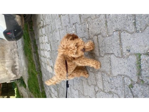 1 yaşında erkek toy poodle