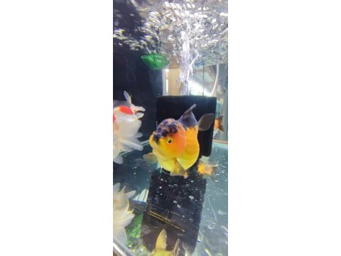 Gayet sağlıklı boy boy oranda altınbaş balıklar