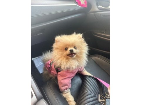 5 aylık sağlıklı dişi pomeranian boo yavrumuz