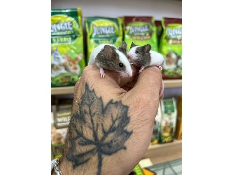 Panda mice bebekler