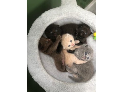 Rengarenk scottish fold yavrularımız sahiplerini bekliyor