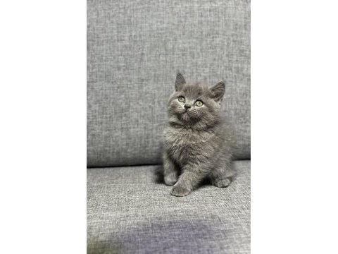 Top kafa ayı surat british shorthair bebekler