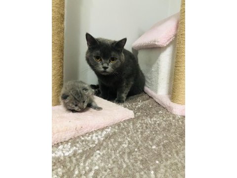 Kızımız british shorthair