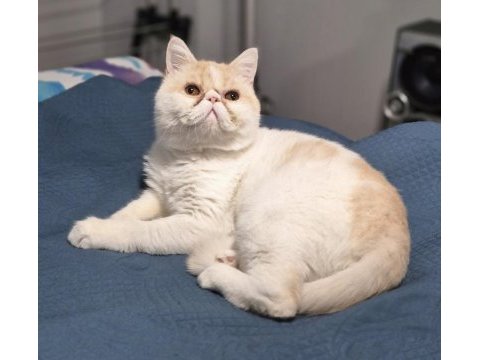 Scrli erkek exotic shorthair