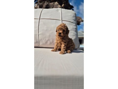 Poodle çıftliğinden red brown toy poodle bebeklerimiz 