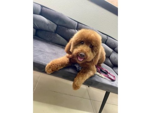8 aylık red brown toy poodle