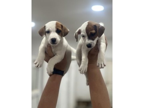 Jack russel terrier yavrular