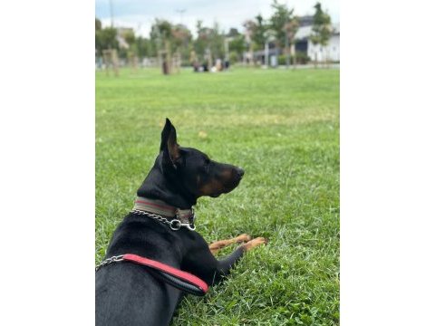 Doberman yer sıkıntısından dolayı sahiplendiriyorum