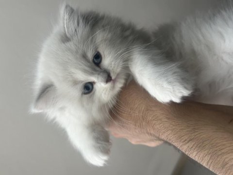 1.5 aylık british longhair mavi gözlü yavru