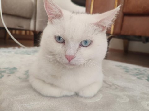 8 aylık erkek british shorthair