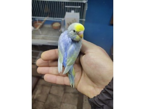 Üst vasıf rainbow muhabbet kuşu