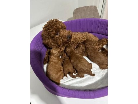 Türkiye nin en güzel toy poodle yavruları ankara da