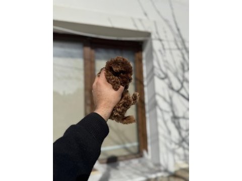Kore toy poodle yavruları