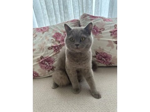 British shorthair 8 aylık