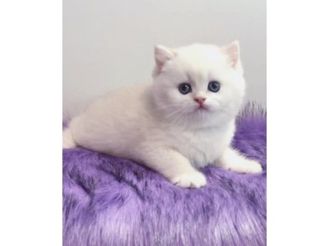 Biricik mavi göz ns1133 british shorthair 
