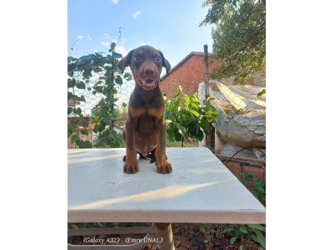 Orjinal doberman yavrular