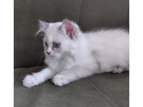 British longhair 3.5 aylık erkek