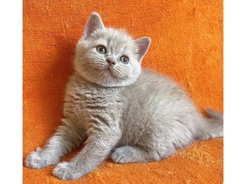 British shorthair dişi