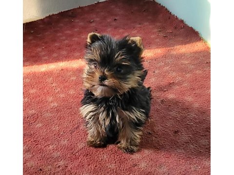 Safkan ırk garantili yorkshire terrier bebekler