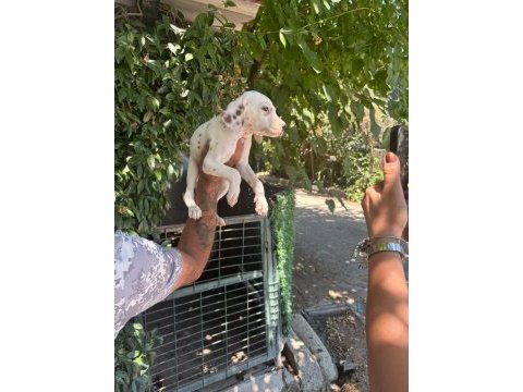 Dalmaçyalı yavru köpekler