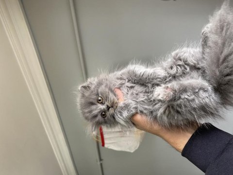 British longhair 2 aylık erkek