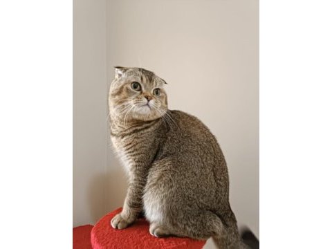1 yaşındaki scottish fold oğluma eş arıyorum