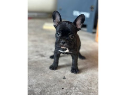 French bulldog bebeklerimiz yeni ailelerine gitmeye hazır