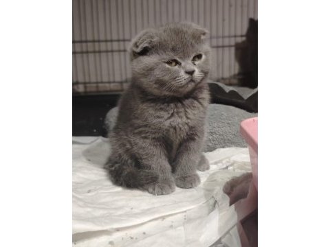 British shorthair ve scottish fold yavrular teslime hazır