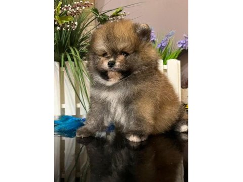 Dişi ve erkek pomeranian